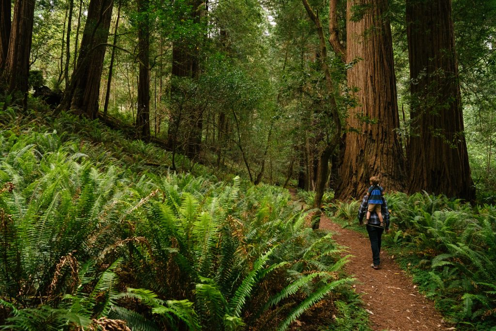 Redwood Trail Hike
