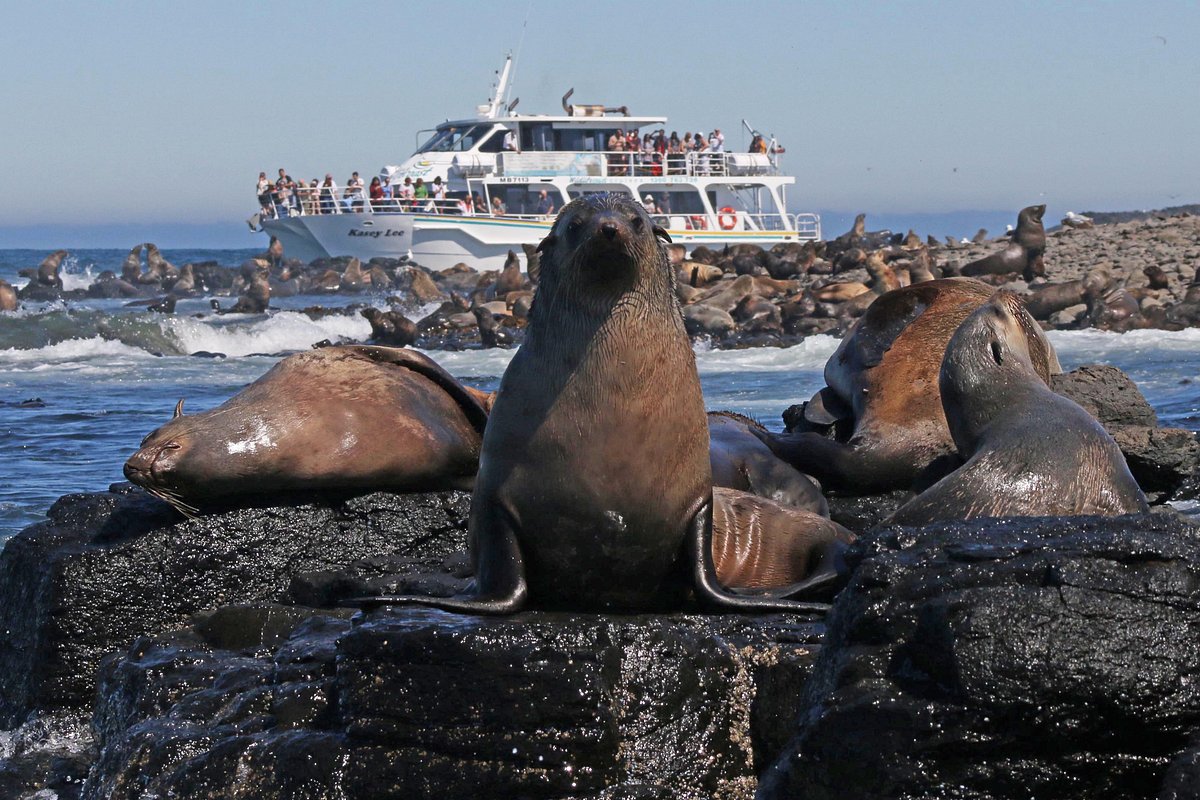 Coastal Wildlife Boat Tour